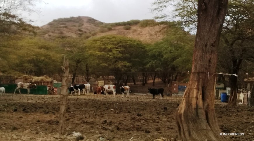 Brava: Pastores de Cachaço preocupados com escassez de água e o elevado número de cães vadios