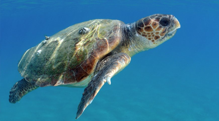Brava: Projecto Vitó pretende realizar campanha “mais forte” na protecção das tartarugas