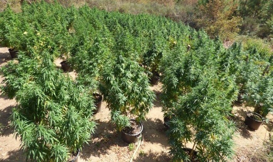 Plantações criminosas: Tribunal aplica TIR a suspeito de cultivar cannabis nos Mosteiros