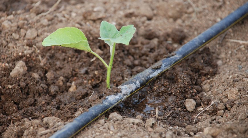 Fogo: Águabrava vai realizar avaliação do impacto do regulamento tarifário de água para agricultura