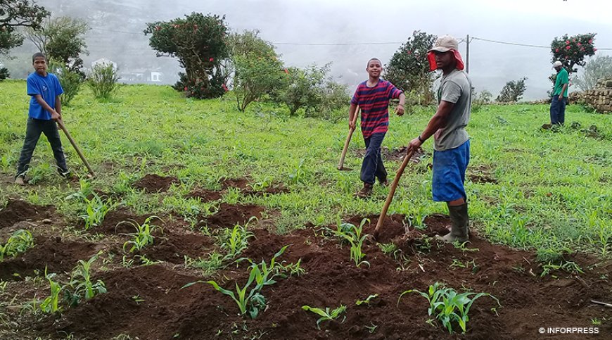 Brava: Agricultores “satisfeitos” com as chuvas caídas, mas de olhos postos nas de Outubro