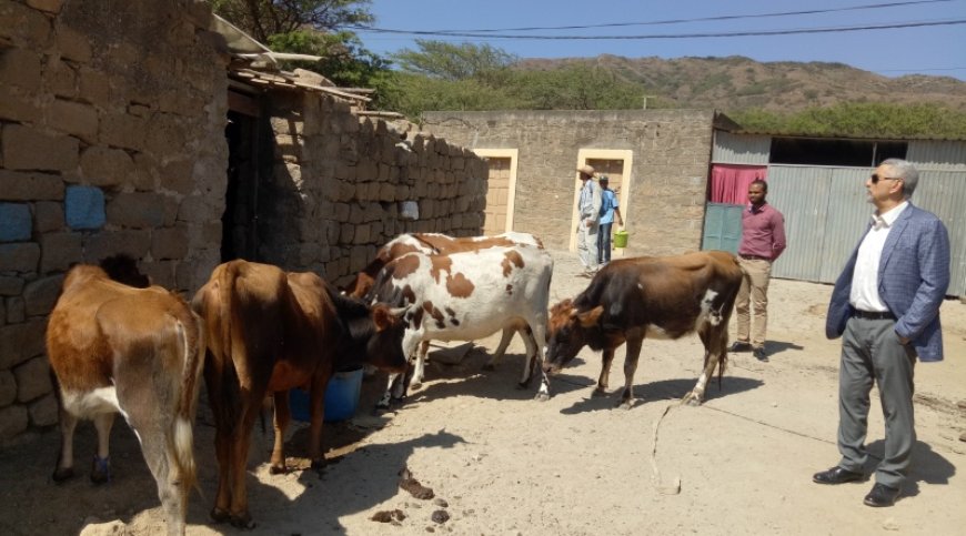 Brava/Ano Agrícola: Population of Cachaço asks entities to make decisions “in good time”