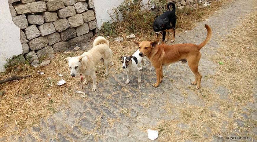 Brava: Shepherds of Cachaço “revolted” with loss of cattle caused by stray dogs