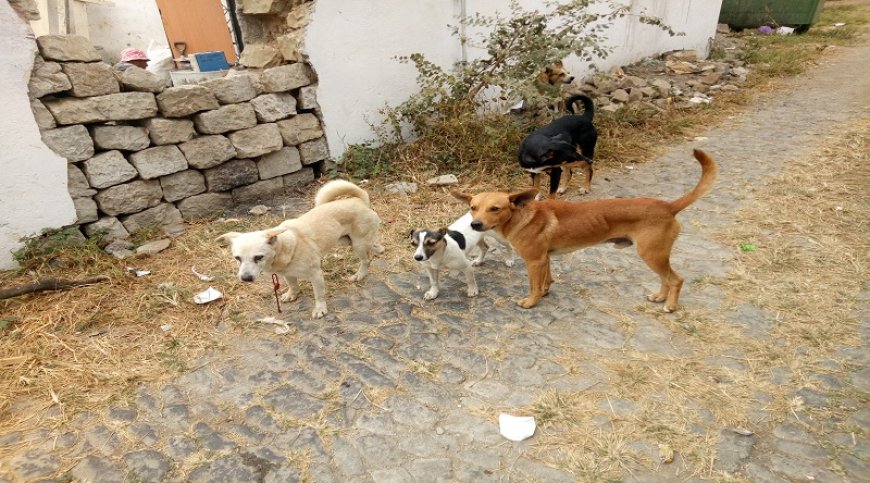 Brava: Pastores de Cachaço preocupados com perda de gado causada pelos cães vadios