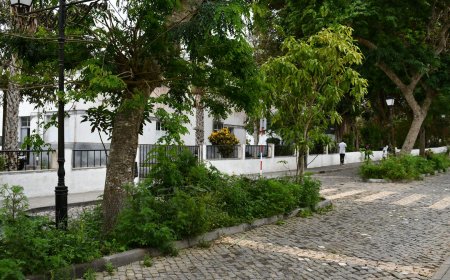 Cuzas di Djabraba A place is pa da show! Oto site is undi ki root sta Cuzas is tcheu…