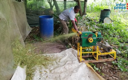 Brava: Associação Biflores wants to increase forage fields and work on sustainable grazing