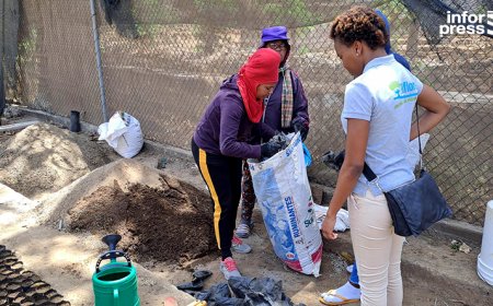 Brava: Biflores starts production campaign for around 3,000 endemic and forage plants on the island