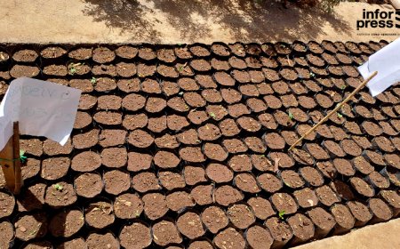 Brava: Biflores trabalha primeiro no planeamento para garantir a longevidade das espécies – Director