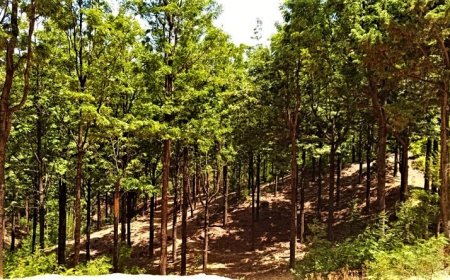 Brava: Delegação do MAA organiza caminhada ecológica para assinalar o Dia Internacional das Florestas e da Árvore