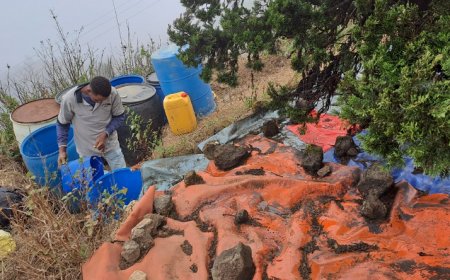 Brava: Upland breeders adopt fog water capture techniques to minimize drought effects