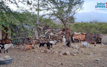 REPORTAGEM/Brava: Resiliência, paixão, necessidade de se empoderar e os desafios da mulher na prática do pastoreio