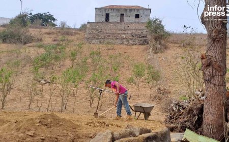 Brava: Agricultural work compromised due to the increase in the price of workers and seeds and the uncertainty if it will be worth it