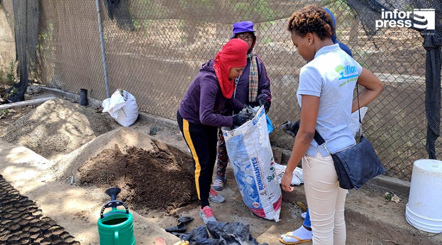 Brava: Biflores starts production campaign for around 3,000 endemic and forage plants on the island