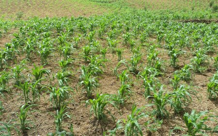 Brava: Agricultores bravenses consideram ano agrícola “satisfatório”
