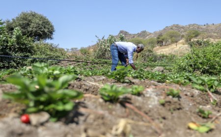 Government Grants Free Land to Farmers and Breeders in Boa Vista
