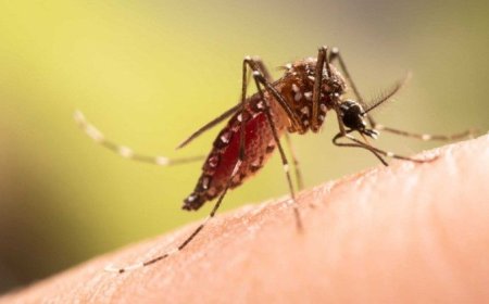 Governo Apela à Continuação da Luta Contra a Dengue