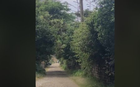 Brava: Árvores não podadas em algumas vias estão criando dificuldades de circulação e segurança