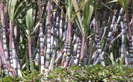 Brava: Grogue producers on the island begin the process of industrialization