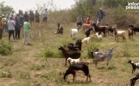 Brava: Producers and breeders ask for “more attention” from the Government