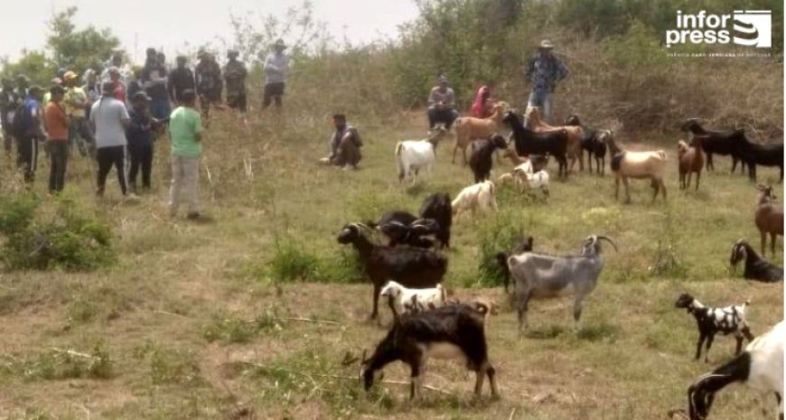 Brava: Producers and breeders ask for “more attention” from the Government
