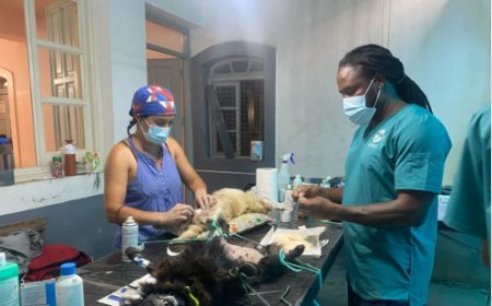 Covets Association concludes IX castration and deworming campaign for the island's canine population