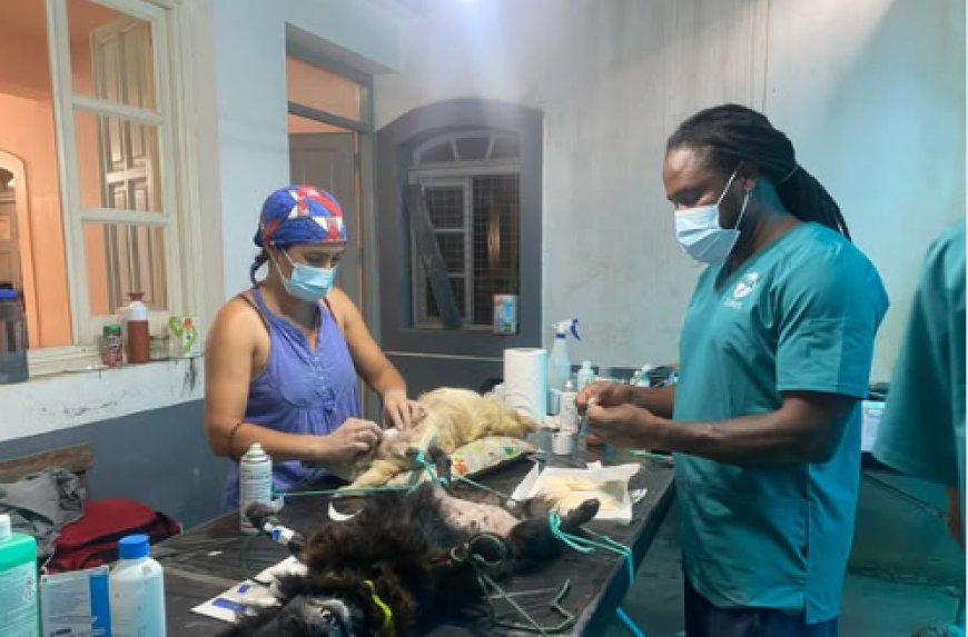 Associação Covets conclui a IX campanha de castração e desparasitação da população canina na ilha
