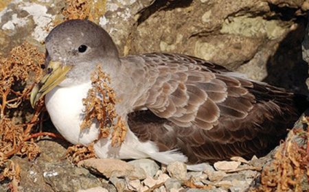 Brava: Vitó Association promotes Cagarras bird conservation campaign
