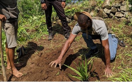 Brava: Biflores Association Reforestation Project with over four thousand plants introduced into the forests