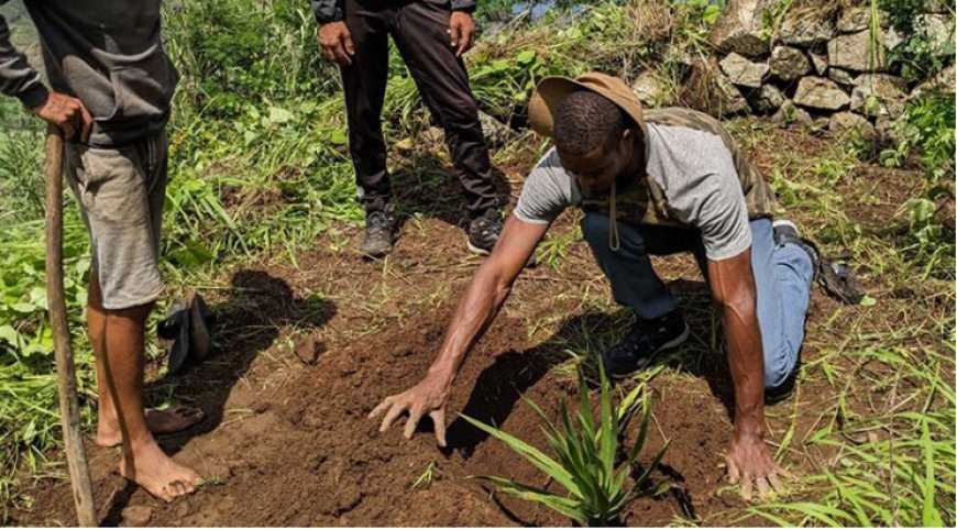 Brava: Biflores Association Reforestation Project with over four thousand plants introduced into the forests