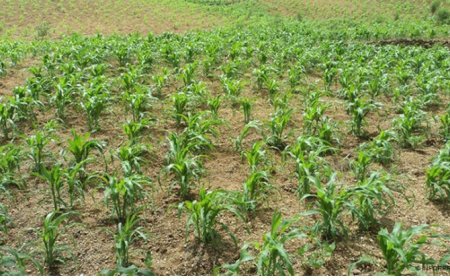 Brava: Lack of rain is affecting the island's agricultural sector