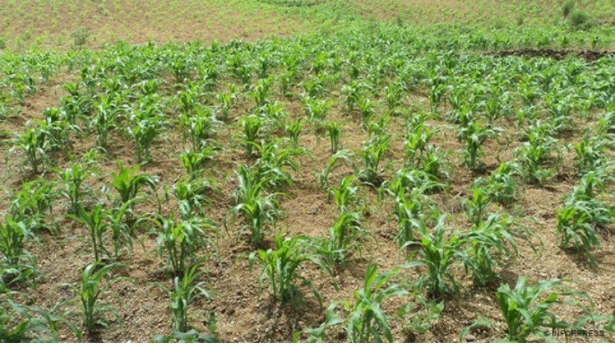 Brava: Lack of rain is affecting the island's agricultural sector