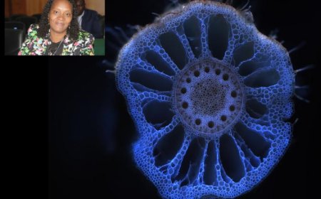 Cape Verdean researcher takes part in international study on the "ecological memory" of soils