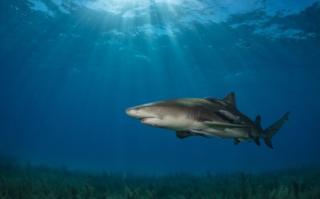 Cape Verde's seamounts recognized as biodiversity hotspotsy