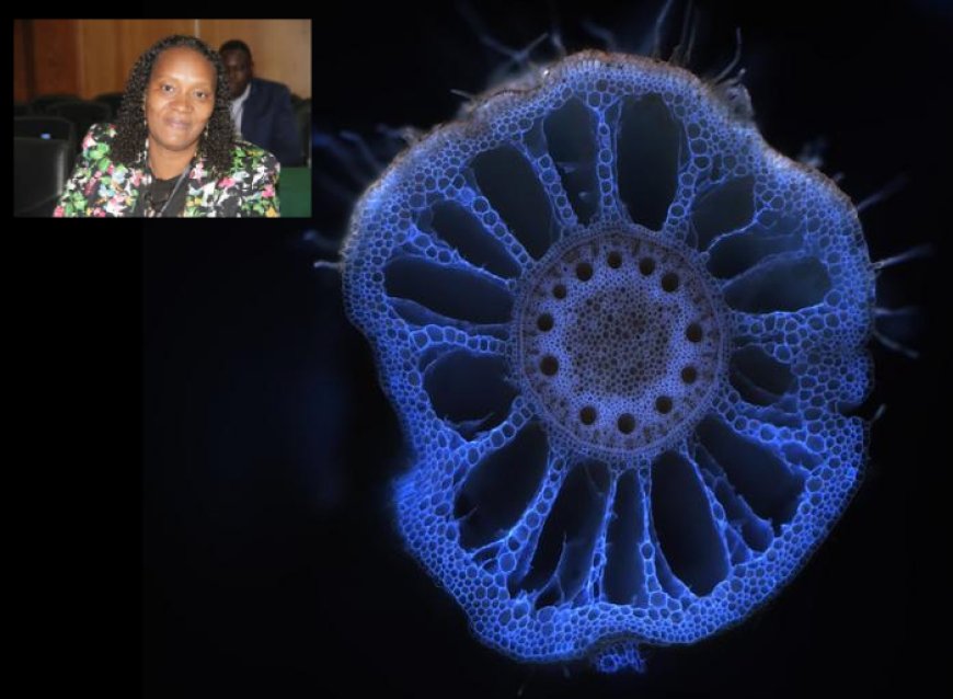 Investigadora cabo-verdiana participa em estudo internacional sobre “memória ecológica” dos solos