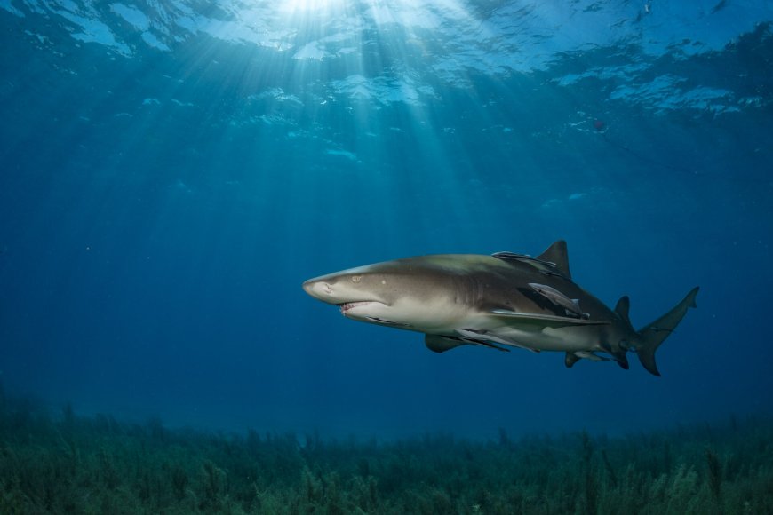 Montes submarinos de Cabo Verde são reconhecidos como “hotspots” de biodiversidadey
