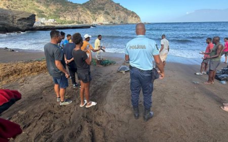 Brava: Furna community rescues and releases three olive ridley sea turtles trapped in an abandoned fishing net.