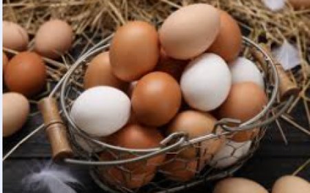 How can Brava not have eggs? Dependence on sea links raises debate about local production