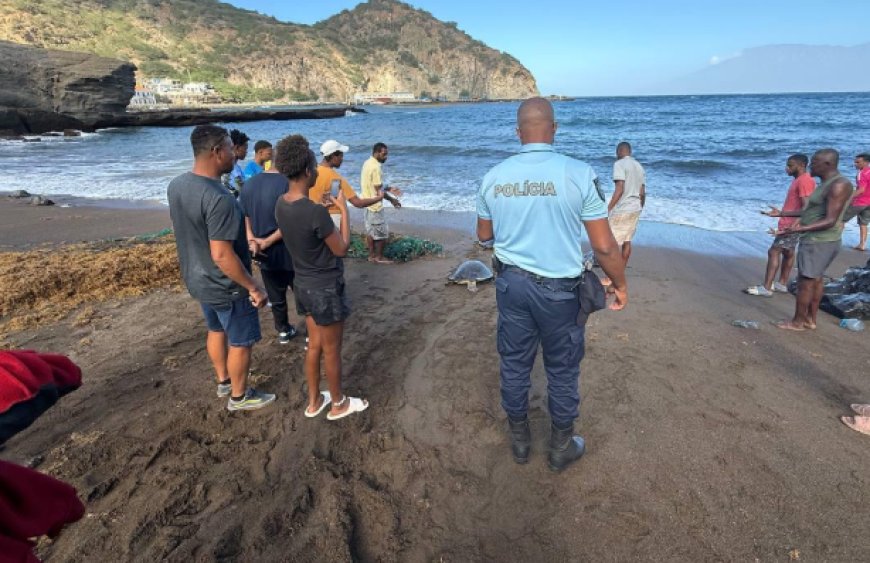 Brava: Furna community rescues and releases three olive ridley sea turtles trapped in an abandoned fishing net.