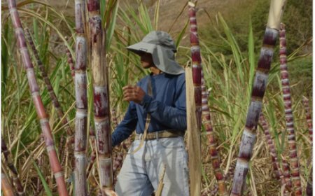 Da terra ao alambique, o processo do cultivo e colheita da cana-de-açúcar para produção de aguardente JBEY
