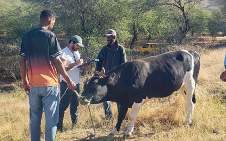 Brava: MAA promove rastreios e desparasitação animal na ilha Brava (c/áudio)