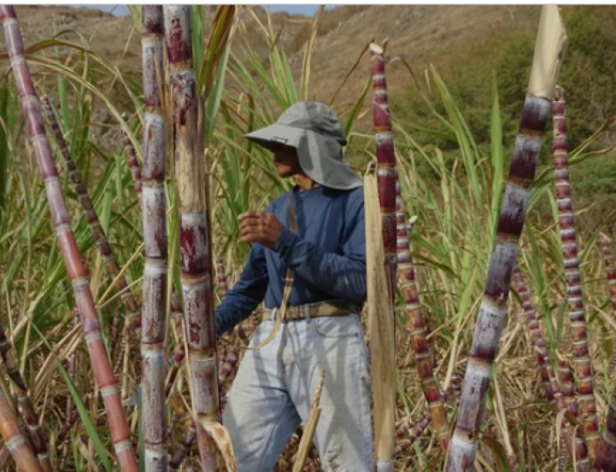 From the land to the alembic, the process of growing and harvesting sugar cane to produce JBEY brandy