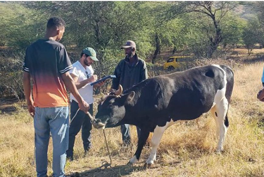 Brava: MAA promotes animal screening and deworming on Brava Island (with audio)