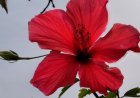 Flowers and their aromas, such as cardinal hibiscus, can be found all over the island