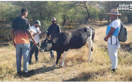 Brava: Campanha veterinária avalia 65 produtores e recolhe amostras em 230 animais