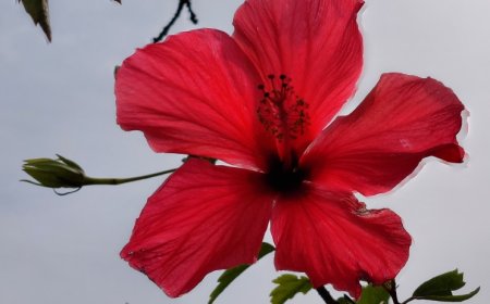 As flores e os seus aromas, como o hibisco cardeal, estão presentes em toda a ilha