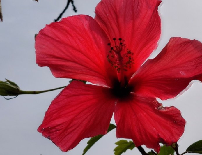 As flores e os seus aromas, como o hibisco cardeal, estão presentes em toda a ilha