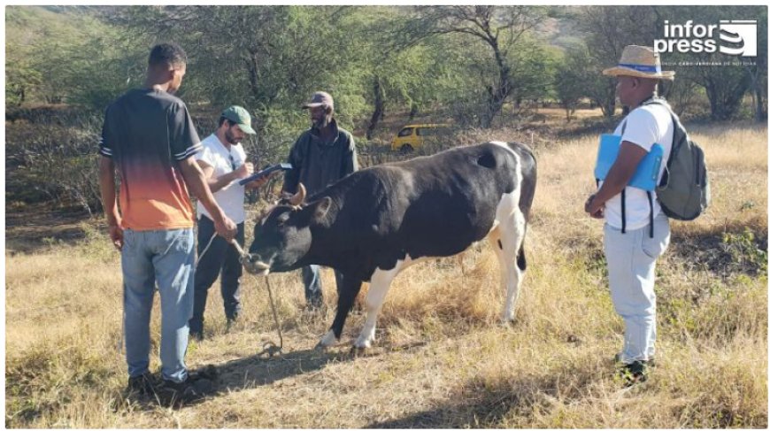 Brava: Campanha veterinária avalia 65 produtores e recolhe amostras em 230 animais