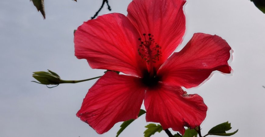 Flowers and their aromas, such as cardinal hibiscus, can be found all over the island