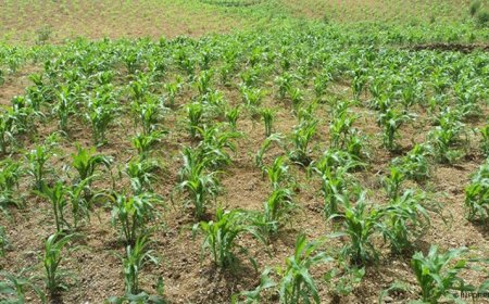 Brava: Agricultores apontam fraca produção de verduras devido à escassez de água