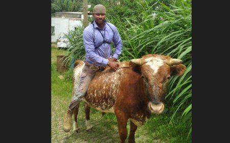 A Brava beyond electoral promises: the portrait of a country at nine speeds - Animal husbandry sector